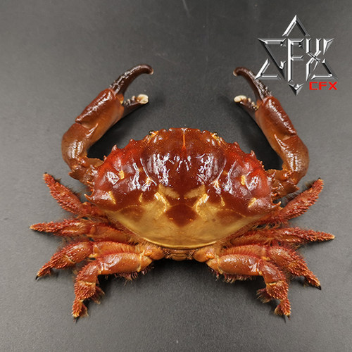 齿型滑面蟹螃蟹标本教学科普教具海洋生物甲壳类模型摆件个性礼物