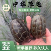 中华草龟活体包活包损健康活泼四季 养久认人现货速发 可养新手推荐
