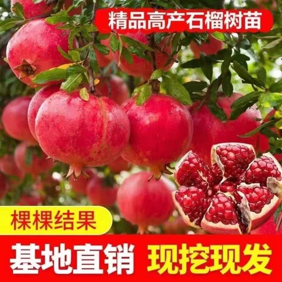 突尼斯软籽石榴树苗大红袍石榴苗