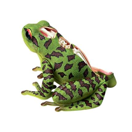 4D MASTER青蛙箭毒蛙器官解剖仿真动物生物医用教学模型拼装玩具