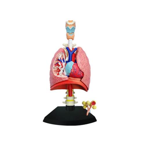 可医学用正版益智玩具4Dmaster