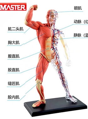 4dmaster人体肌肉模型医学骨骼骨架解剖结构模型仿真玩具教学用具