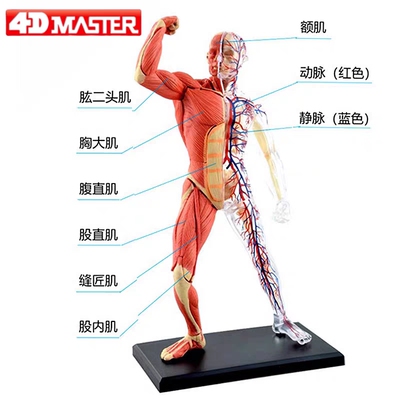 4dmaster人体肌肉模型医学骨骼骨架解剖结构模型仿真玩具教学用具