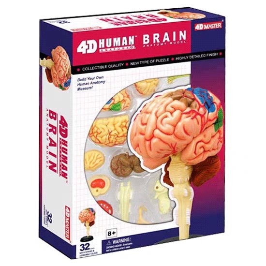 4D MASTER人体大脑解剖医用脑结构模型益智拼装教学人脑教学用具,文具电教/文化用品/商务用品,教学仪器/实验器材,淘宝优惠券,粉丝福利购,淘宝优惠卷
