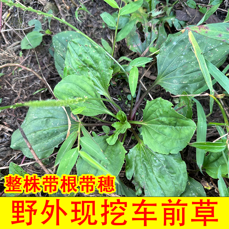 贵州野生车前草野菜现挖现发自然生长青蛙草泡茶整株泡水喝