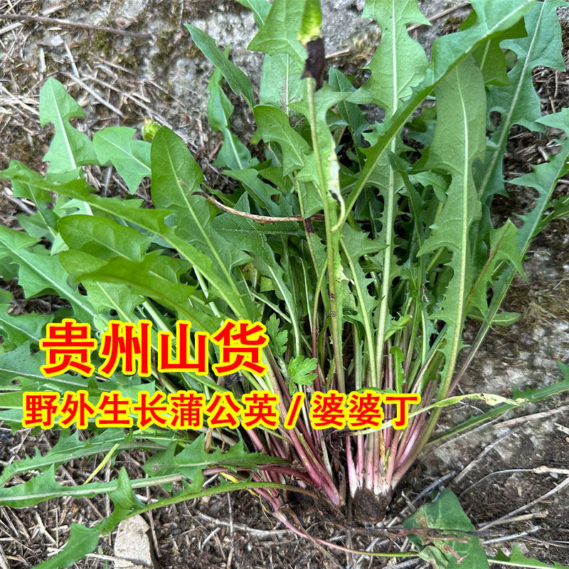 贵州野外蒲公英现挖发货苦菜野菜蔬菜婆婆丁新鲜蒲公英