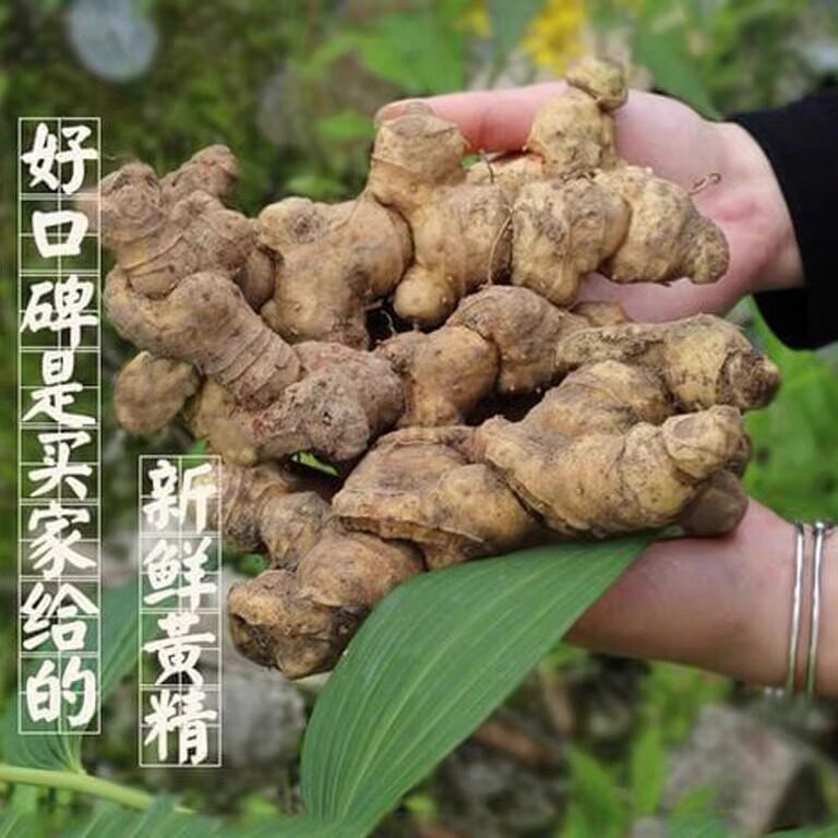 贵州新鲜深山野黄精野外自然生长老虎姜鸡头滇黄精新鲜现挖正宗图片