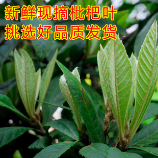 新鲜枇杷叶琵琶叶现摘老树叶野外生长正宗枇杷叶泡水煮水叶子