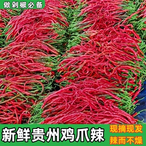 贵州新鲜鸡爪辣红辣椒农家露天种植细长剁椒中辣薄皮辣椒产地直发