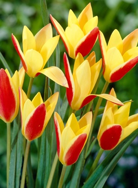 球叔进口原生郁金香种球多年生复花好盆栽地载庭院景观耐寒花卉植