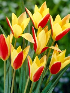 球叔进口原生郁金香种球多年生复花好盆栽地载庭院景观耐寒花卉植