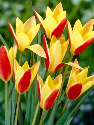 春季郁金香多年生园艺家球叔