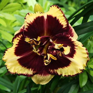 进口大花萱草多年生宿根开花植物庭院阳台盆栽花境耐寒耐涝裸根苗