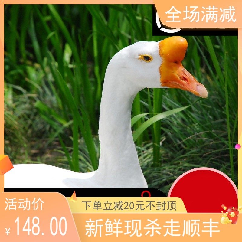 苏北农家散养新鲜大白鹅鹅肉鹅掌冷冻非东北笨老鹅现杀完6斤左右