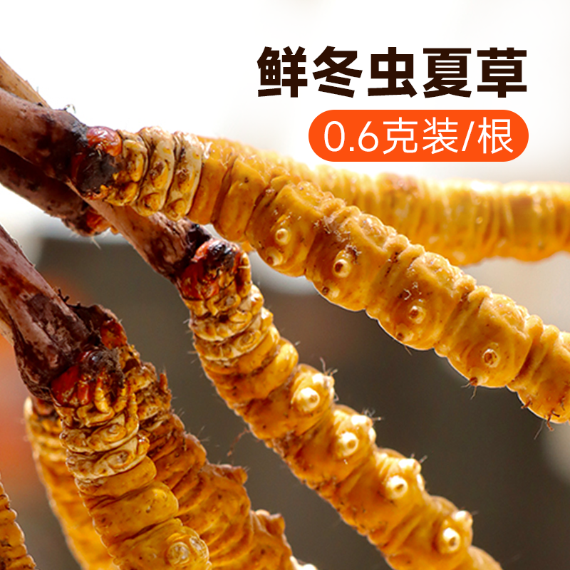 宜样那曲鲜冬虫夏草西藏0.6克/根