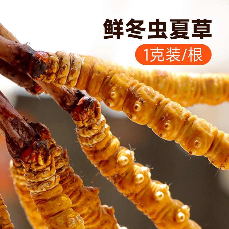 宜样西藏那曲鲜冬虫夏草1克/