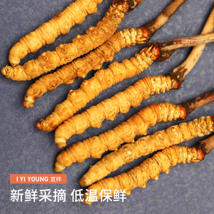 宜样新鲜冬虫夏草70克