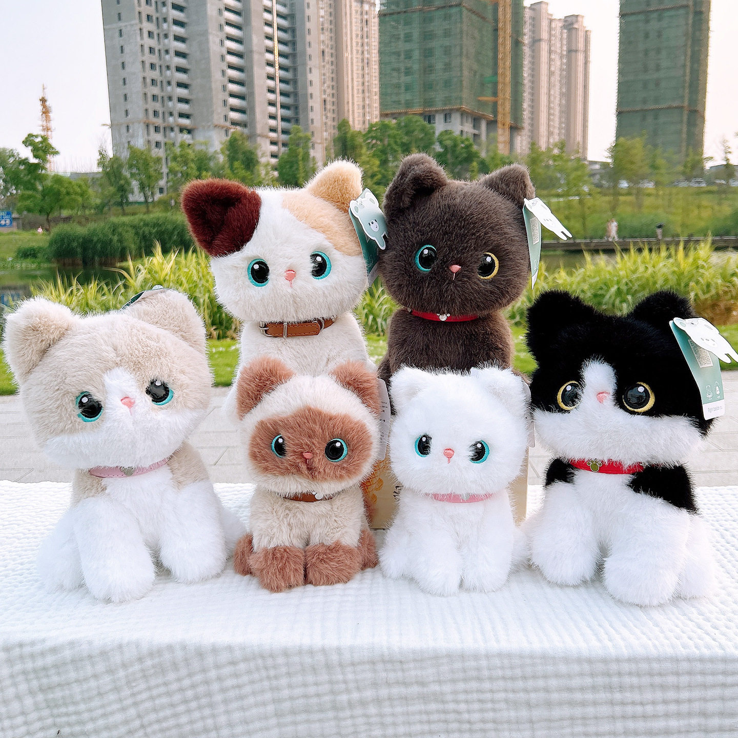 皮皮三花暹罗毛绒猫10