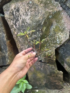 海岛叶下珠盆景假山鱼缸龟缸溪流缸桌面高端山水假山摆件水培绿植