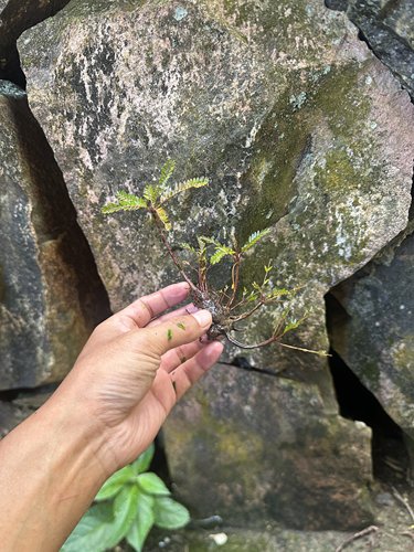 海岛叶下珠盆景假山鱼缸龟缸溪流缸桌面高端山水假山摆件水培绿植