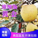 包邮 纯甜基本无酸山东香脆甜多汁5斤 不打 新果维纳斯黄金苹果