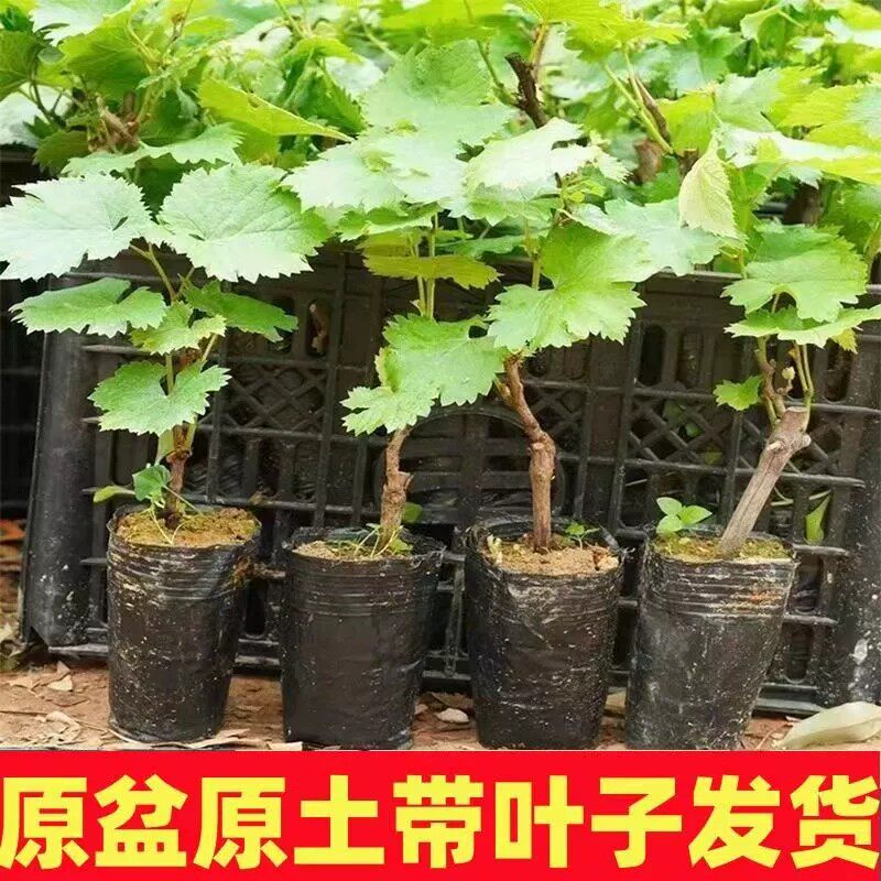 葡萄树苗阳光玫瑰蓝宝石阳台庭院种植果树带土盆栽南北方当年结果