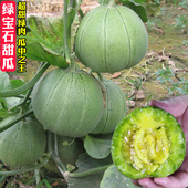 冰糖酥香瓜苗绿宝石甜瓜种苗羊角蜜蔬菜种子籽春夏季 阳台西瓜苗秧