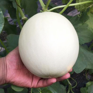 新玉姑甜瓜苗秧台湾玉菇早熟香瓜苗甜瓜秧田园四季盆栽蔬菜瓜果苗