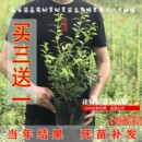 果树苗 蓝莓苗盆栽树果树果苗当年结果南方北方种植树苗水果苗四季