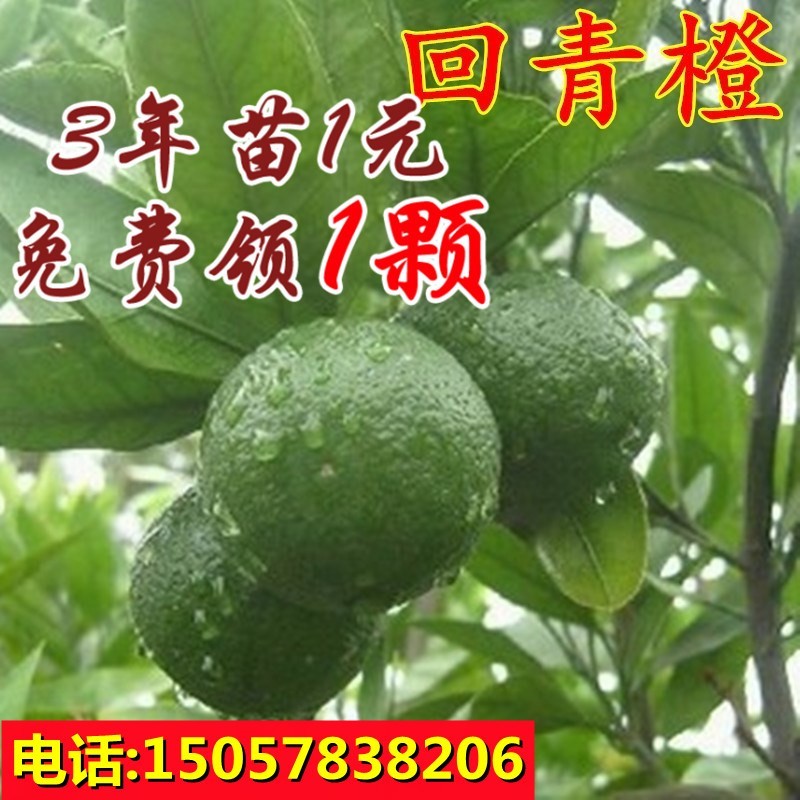 新品正宗金华玳玳果苗盆栽苦橙代代树苗回青橙酸橙带果原土_虎窝淘