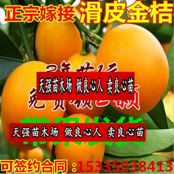 橘子树苗金桔滑皮融安金枣金柑