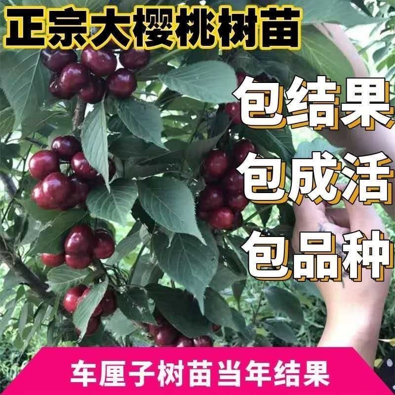 车厘子大樱桃嫁接果树苗耐寒耐旱