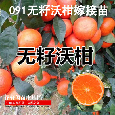 嫁接苗当年结果无核沃柑新品