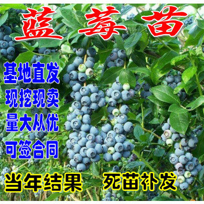 蓝莓盆栽地栽南方果树苗木