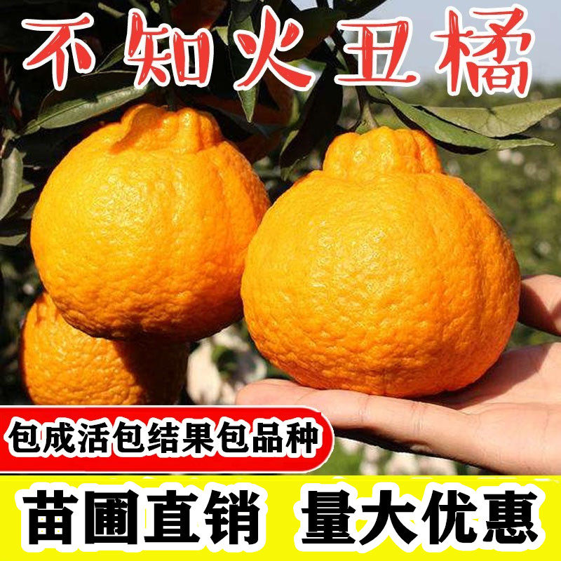 不知火树苗丑柑苗丑橘苗丑桔苗四川基地直销丑柑苗嫁接丑八怪果树