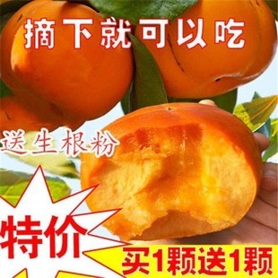 柿子树苗嫁接台湾脆柿树南北方种植盆栽庭院果树苗 买1发5