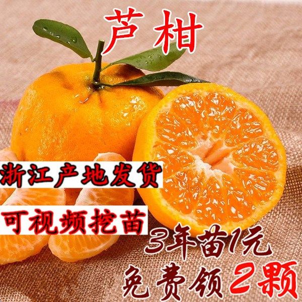 椪柑苗芦柑桔子苗 岩溪晚芦 晚熟椪柑橘子苗盆栽地栽嫁接芦柑苗