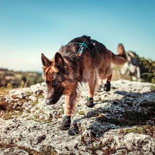 Protector 代购 Dogwear stop bootie宠物狗狗保护爪短靴防水 Non