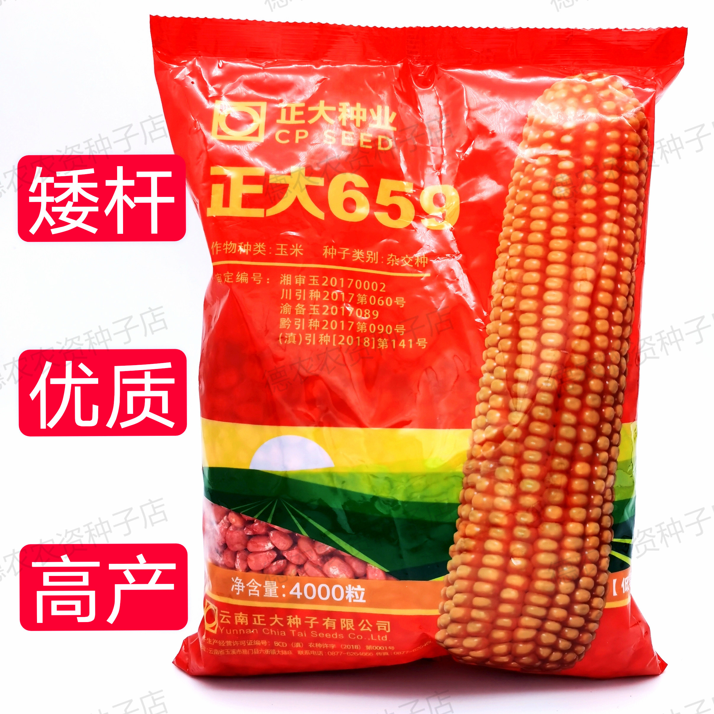 正大659玉米种子饲料玉米种矮杆高产白芯棒子籽黄鸡吃玉米
