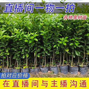直播间一物一拍赣南脐橙各类裸根土球杯苗带果柑橘果树苗