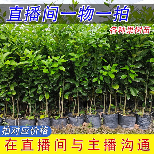 直播间一物一拍赣南脐橙各类裸根土球杯苗带果柑橘果树苗