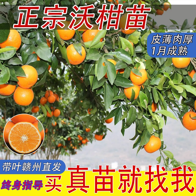 广西沃柑树苗武鸣嫁接无核籽09柠檬/柑橘类盆栽