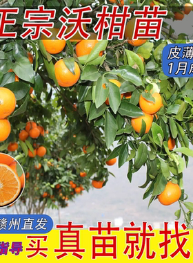 广西沃柑树苗武鸣嫁接无核籽091南北种植香橙正宗桔橘子果树苗木