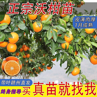 广西沃柑树苗武鸣嫁接无核籽091南北种植香橙正宗桔橘子果树苗木