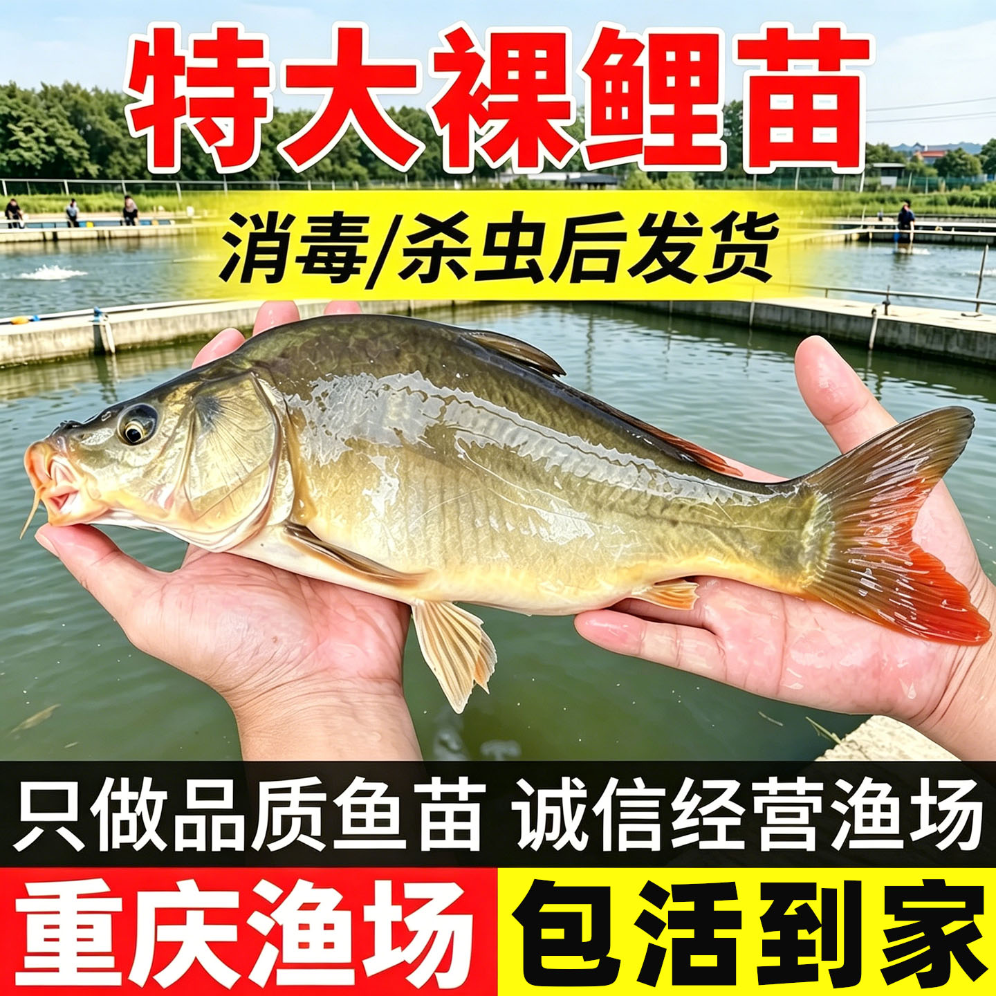 裸鲤鱼苗淡水养殖食用三道鳞德国镜鲤活体鱼苗无甲鲤鱼苗裸斑鱼苗
