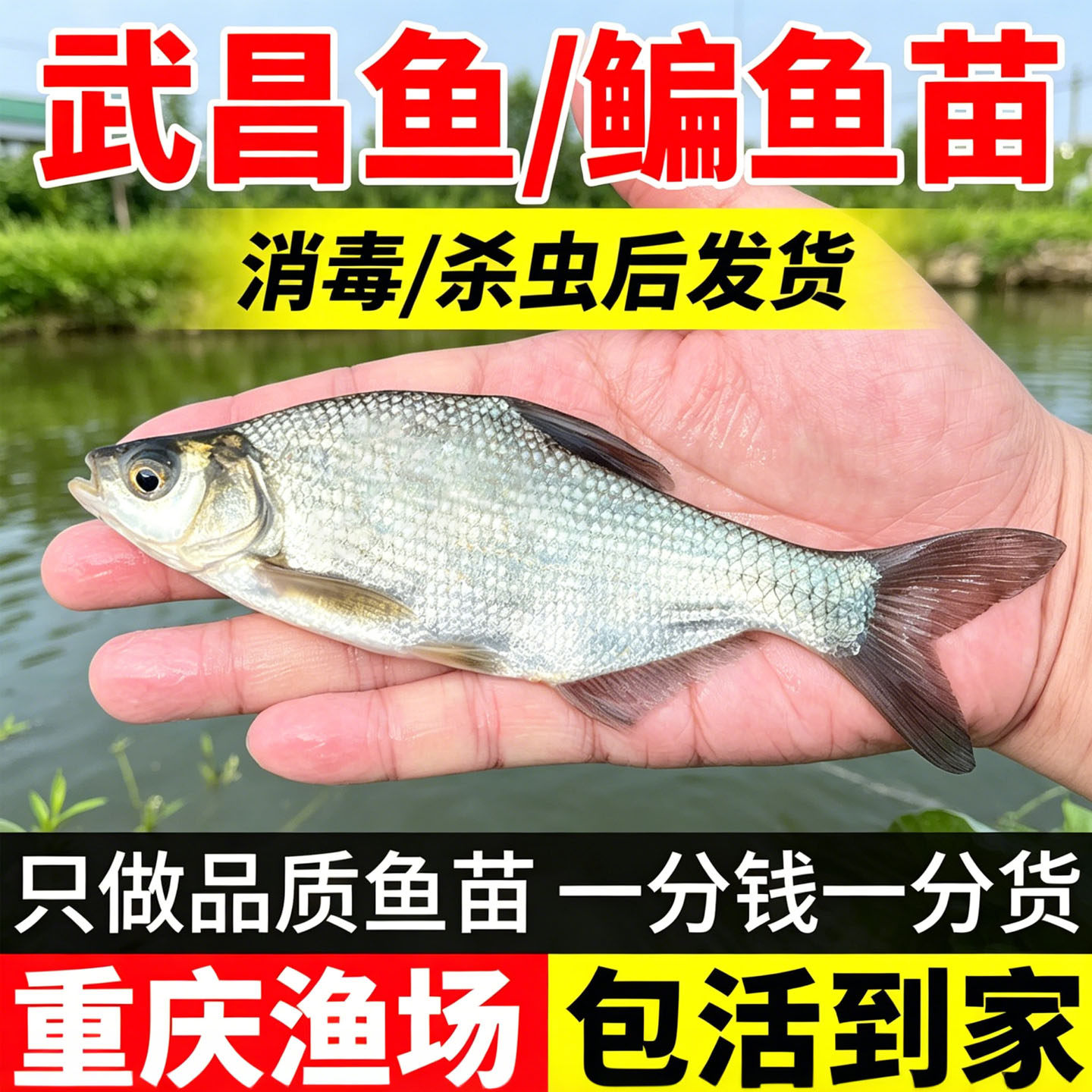 鳊鱼苗武昌鱼苗淡水养殖食用柳叶鳊扁鱼苗三角鲂团头鲂小鱼苗批发