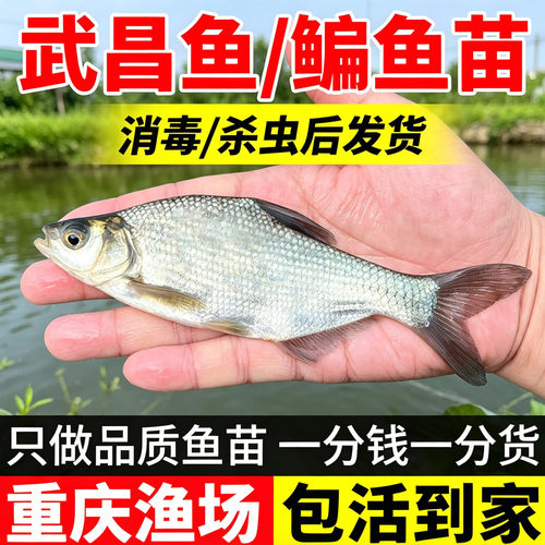 鳊鱼喜欢吃菜叶浮萍水草养殖简单