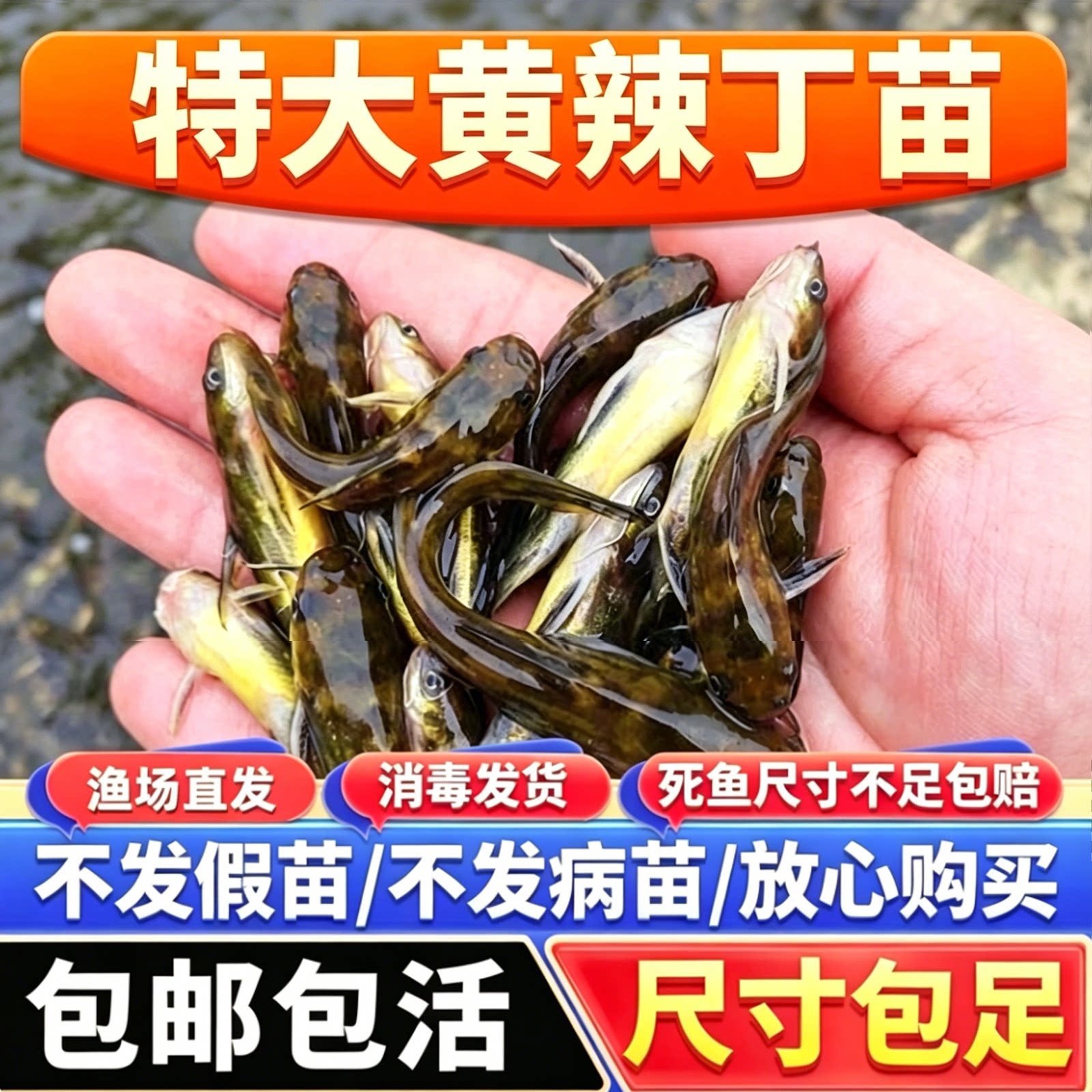 黄颡鱼苗黄骨鱼淡水养殖昂刺食用