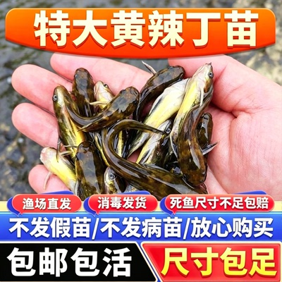 黄颡鱼苗黄骨鱼淡水养殖昂刺食用