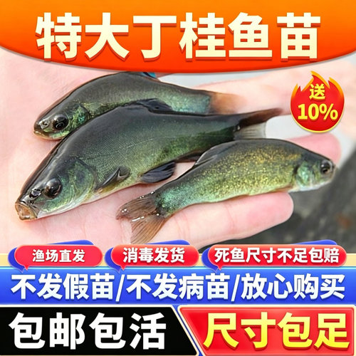 鱼类中的医生鱼适合混养